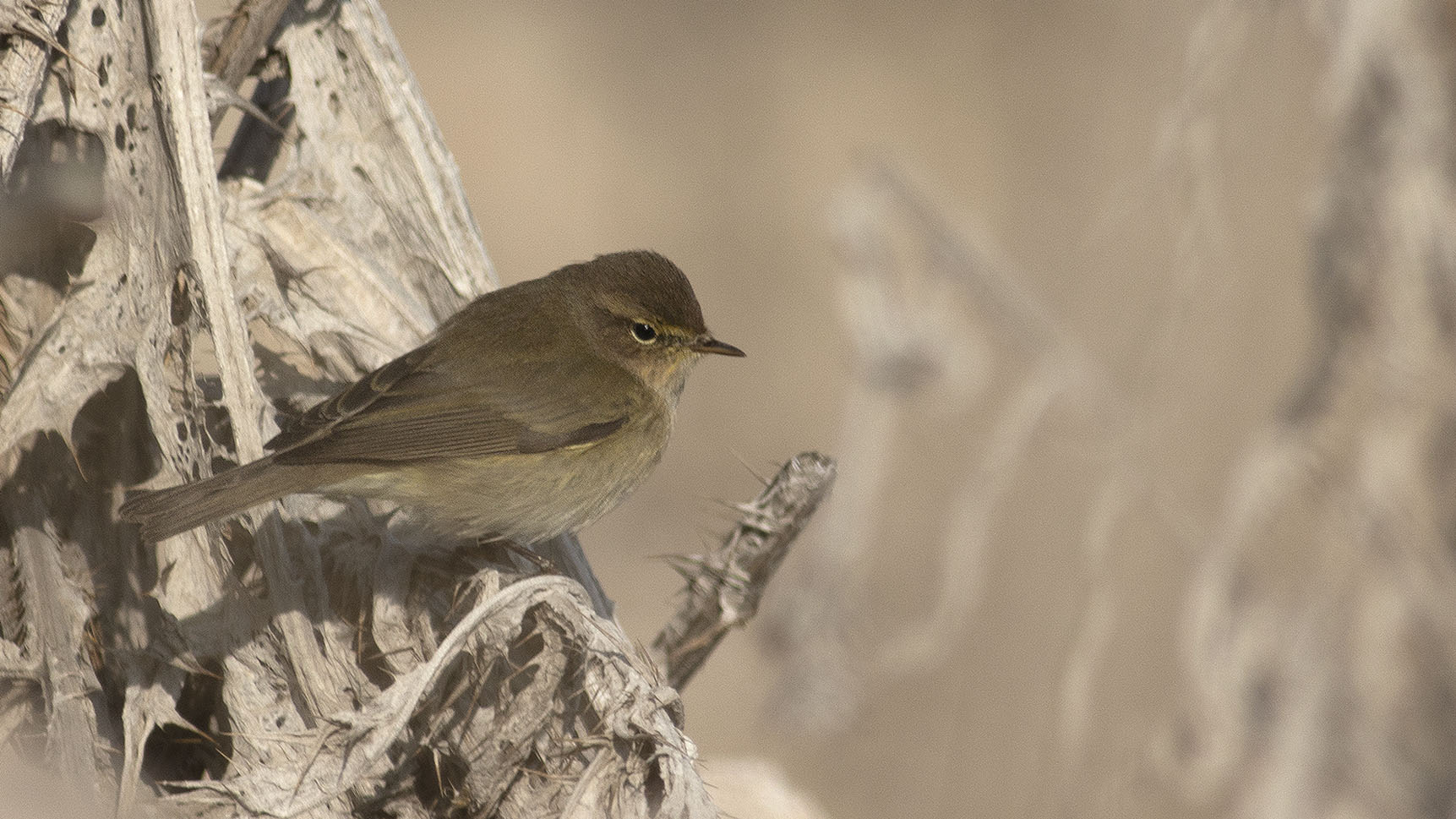 Common Chiffchaff